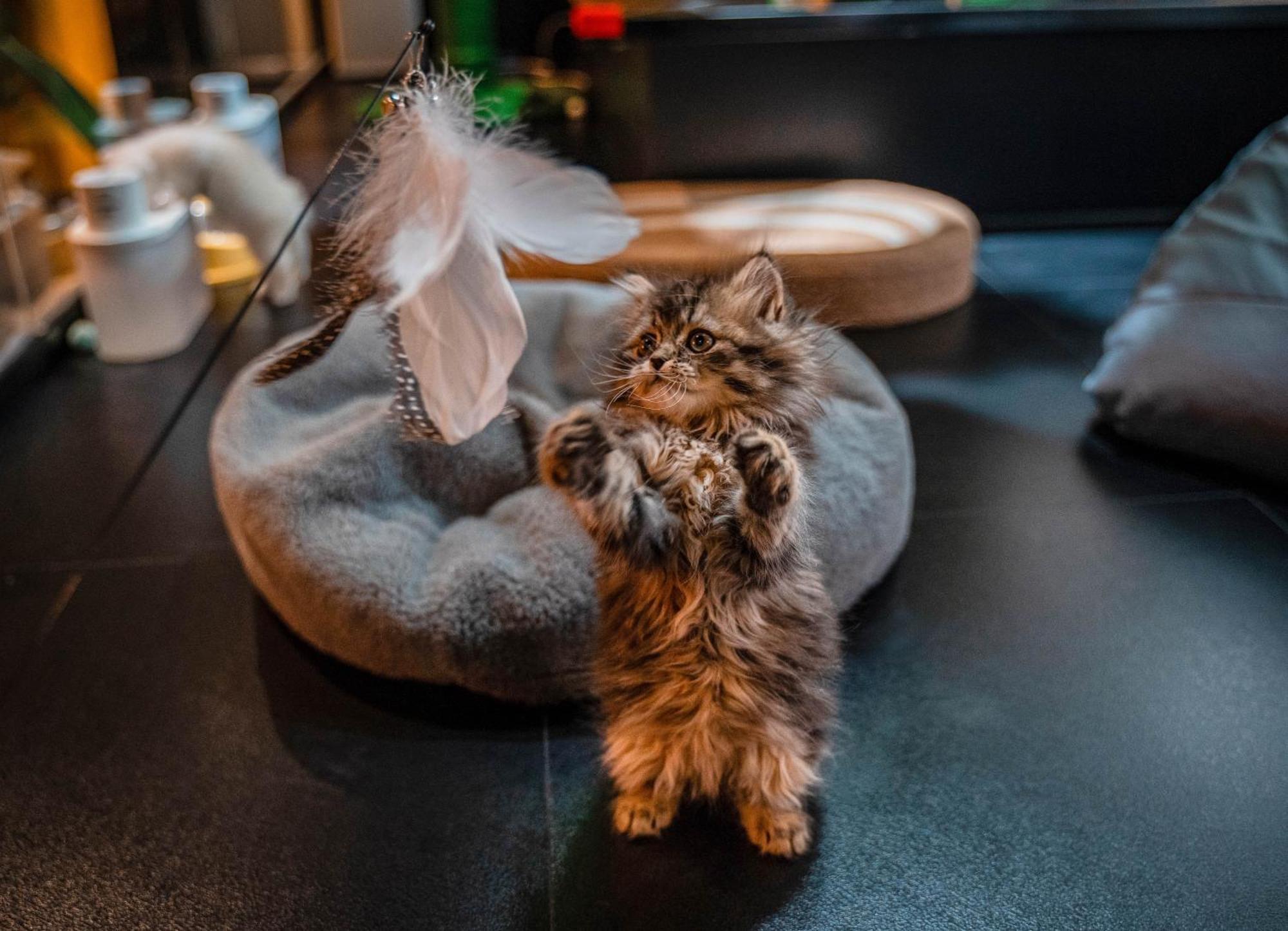 Hesu Designer Hotel & Suites -Near Xi'An Drum Tower And Yongning Gate -Free Laundry Luggage Storage -Kitty Cafe With Freshly Ground Coffee -24H Front Desk -English Service -Exclusive Subsidies For Dumpling Banquet & Show Exterior photo